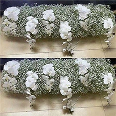babys breath runner